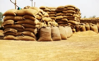 31.52 Lakh MT of Wheat Procured in Haryana