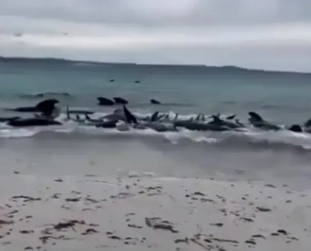 Tasmania Plans to Euthanize 90 Stranded False Killer Whales
