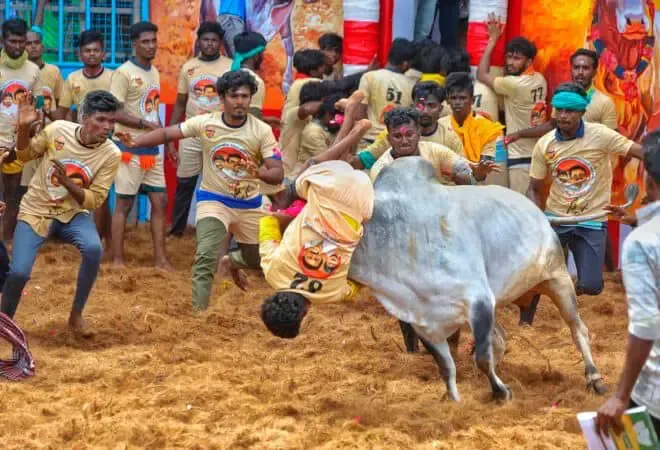 Avaniyapuram Jallikattu Launches in TN with 1,100 Bulls