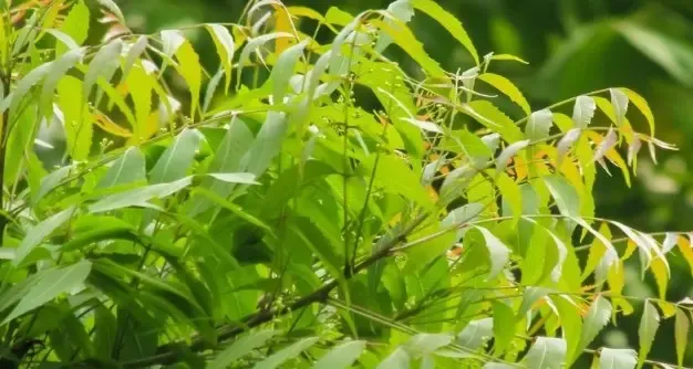 क्या बरसात में ‘नीम’ का महत्व बढ़ जाता है? संक्रमण समेत इन समस्याओं की छुट्टी तय!