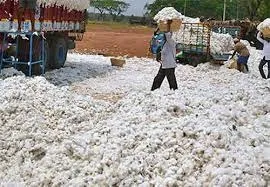 What Changes Are Coming with the MSP Hike for 14 Kharif Crops?