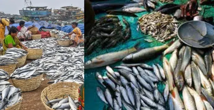 Government Approves ₹4,969 Crore Fund for Fisheries Development