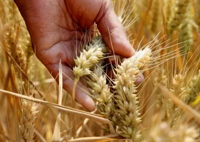 Has the Centre's Wheat Procurement Reached a Three-Year High?