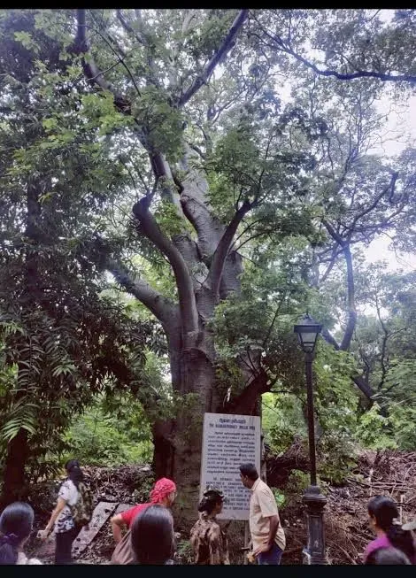 What is the ‘Heritage Trees’ initiative in Chennai?