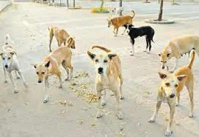 क्या सीजेआई के सामने आवारा कुत्तों का मुद्दा फिर से उठा?