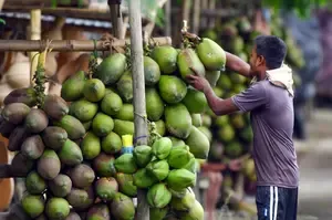 Why Have Coconut Prices in Chennai Doubled to Rs 80 per kg?