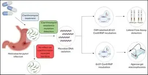 CRISPR-based diagnostic test to detect ulcer, gastric cancer-causing bacteria
