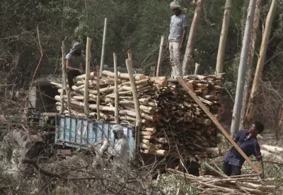 Deforestation, unsustainable farming causing land degradation at unprecedented scale: UN report