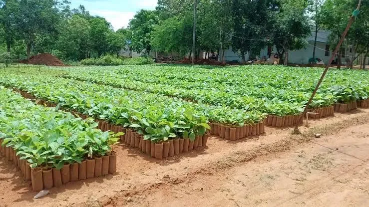 How is the Forest Department Planning to Raise Over 5 Lakh Tree Seedlings Under the Green Tamil Nadu Mission?