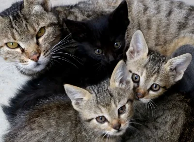 Alert in Chhindwara: H5N1 Detected in Cats, Normalcy Expected Post March 4