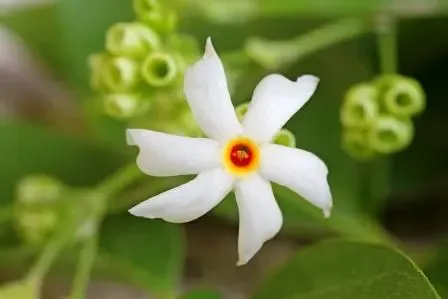 क्या हरसिंगार के पत्तों से सायटिका में राहत मिलती है?