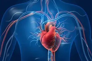 Study Reveals Heart Muscle Regeneration Possible in Some Artificial Heart Patients