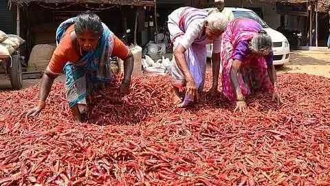 क्या तमिलनाडु के रामनाथपुरम में मिर्च किसानों को बेमौसम बारिश से भारी नुकसान हुआ?