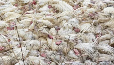 India experienced 41 outbreaks of bird flu in 10 states in 2025: Centre
