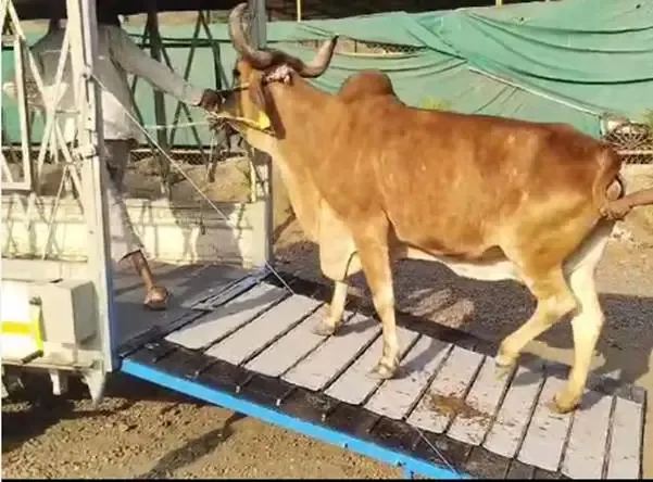 Could Indian Researchers Revolutionize Cattle Transport with a Smart Cage?