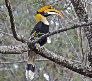 Is India's First Hornbill Conservation Centre Coming to Annamalai Tiger Reserve in Tamil Nadu?