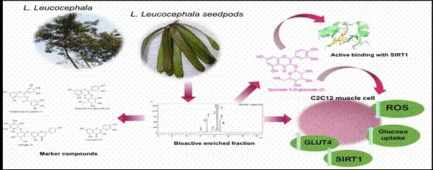 The Medicinal Plant Subabul May Contribute to Diabetes Management: IASST Research