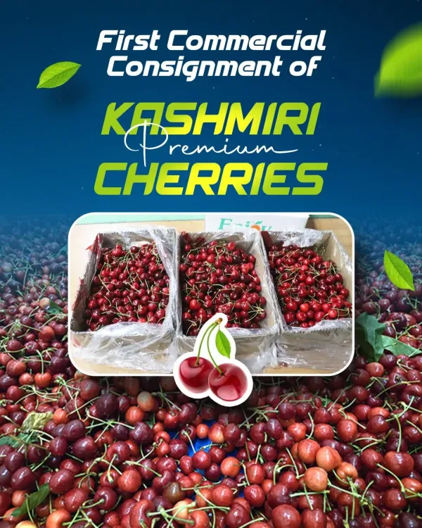 Is the first commercial consignment of premium cherries really heading to Saudi Arabia and UAE?