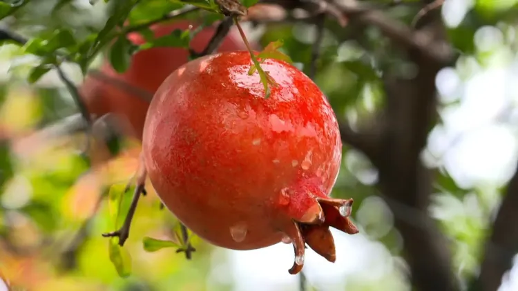 First Commercial Sea Shipment of Unique Indian Pomegranates Arrives in the US: Government