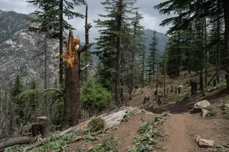 Dispute Over Jungle Ownership Results in Casualties in Afghanistan