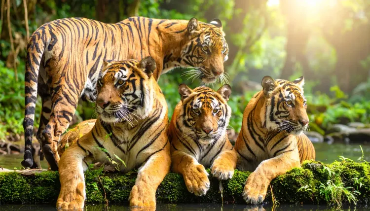 क्या अंतरराष्ट्रीय बाघ दिवस पर प्रोजेक्ट टाइगर की उपलब्धियों और अवैध शिकार की चुनौतियों पर चर्चा होनी चाहिए?