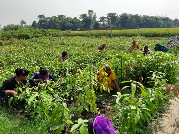 Rabi Crop Cultivation Area Exceeds 632 Lakh Hectares