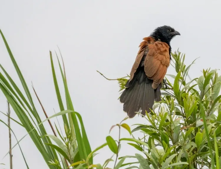 What Did the Recent Survey Reveal About Grassland Birds in Assam?