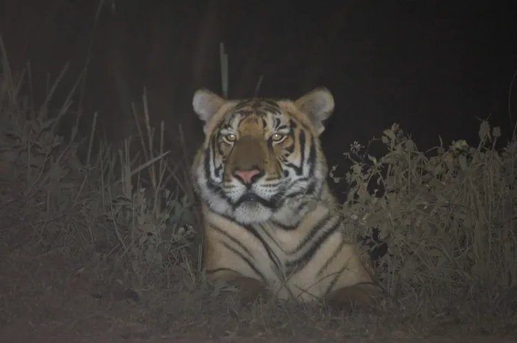 Is Assam's Kaziranga Now the Third Highest in Tiger Density?