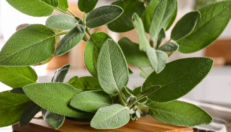 क्या 'सेज' औषधीय गुणों से भरपूर है और सेहत के लिए फायदेमंद?
