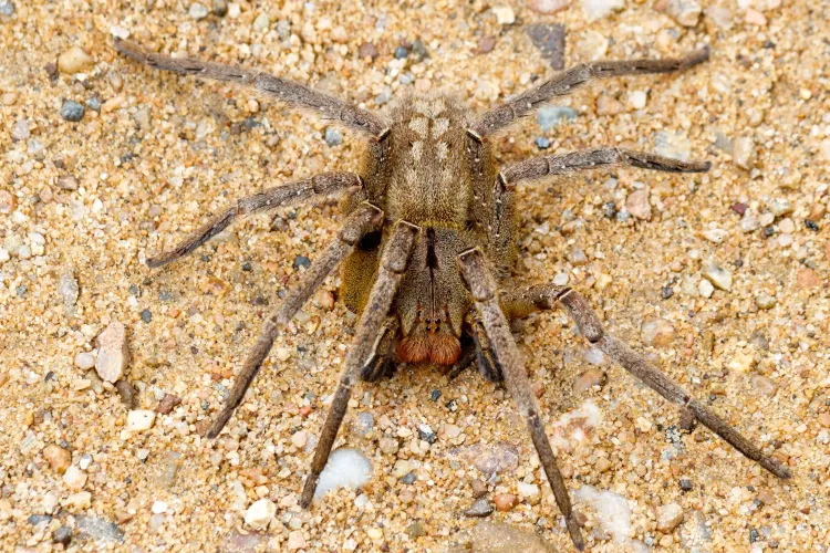 Public Urged to Collect and Contribute Deadly Spiders for Antivenom Initiative