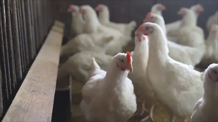 Bird Flu: Indian Government Mandates Poultry Farm Registration and Increased Surveillance