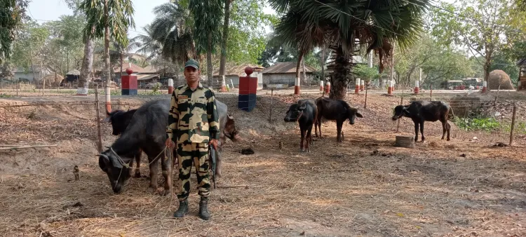 BSF Intercepts Cattle Smuggling Along Indo-Bangladesh Border Before Eid