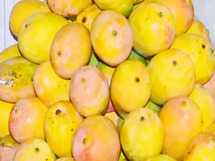 What Compensation is the Central Government Offering to Karnataka's Mango Farmers?