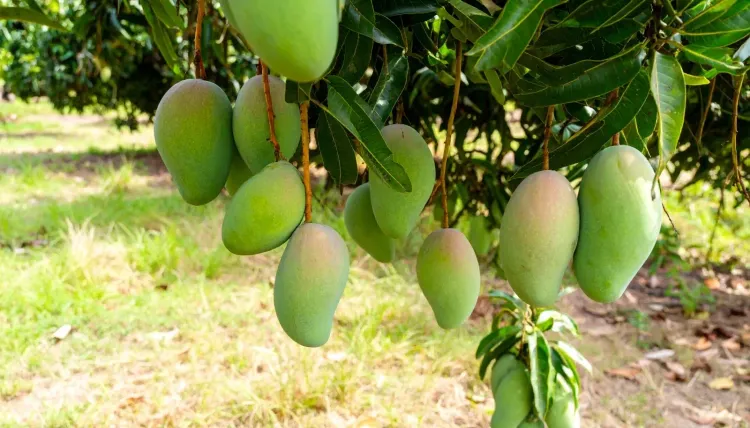 Has the Centre Approved Market Intervention Price for Andhra Pradesh's Totapuri Mangoes?