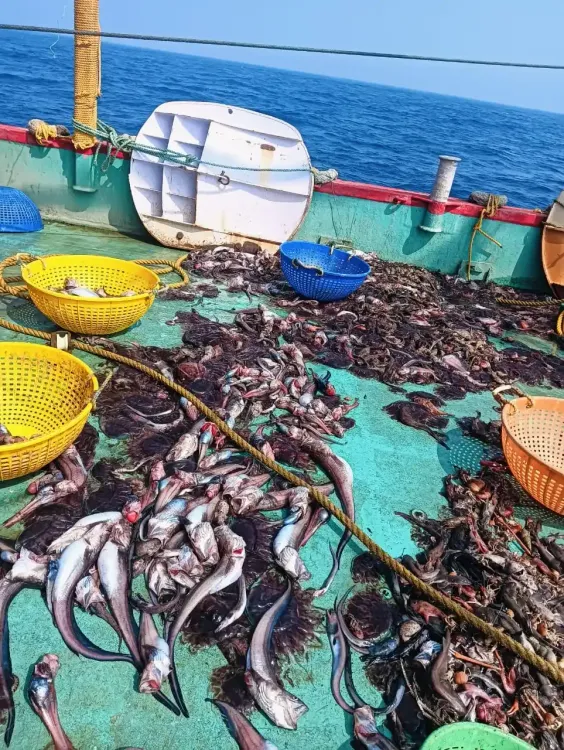 Can the CMFRI-CIFT Collaborative Study Unlock Deep-Sea Resources?