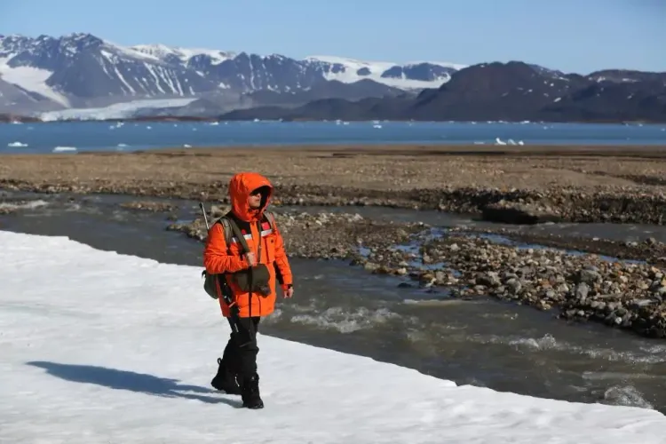 What is the Danish-led initiative IcyAlert predicting for Arctic summers?