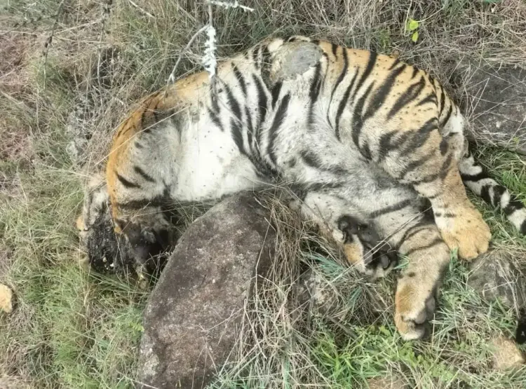 What Led to the Tragic Death of 5 Tigers in Karnataka?