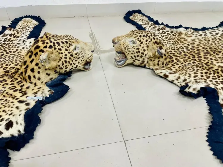How Did DRI Capture Two Suspects with Leopard Skins?