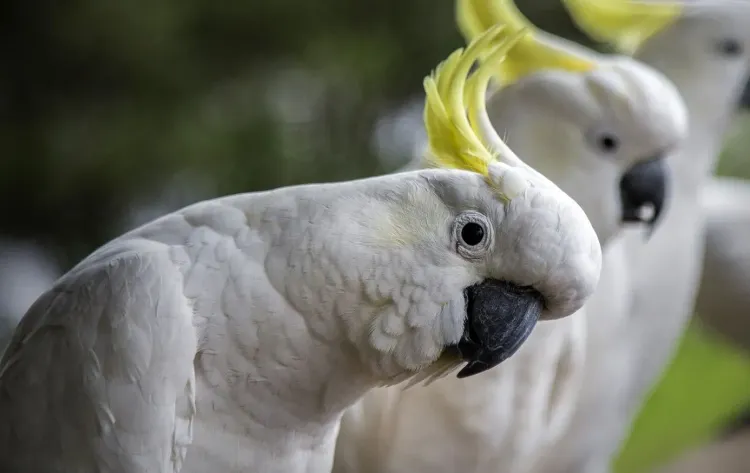 Australian Endangered Cockatoo Ranks Among the Longest-Lived Birds Globally