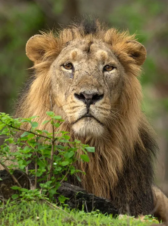 Why Were Five Individuals Fined for Intruding in Gir's Protected Zone?