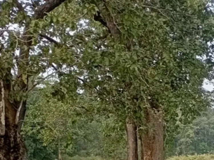 Have Forest Rights Expanded? Over 25 Lakh Titles Recognized Across 20 States and One UT