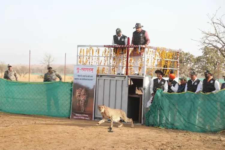 Additional Four Cheetahs to be Released Soon at Gandhi Sagar Sanctuary: MP Chief Minister