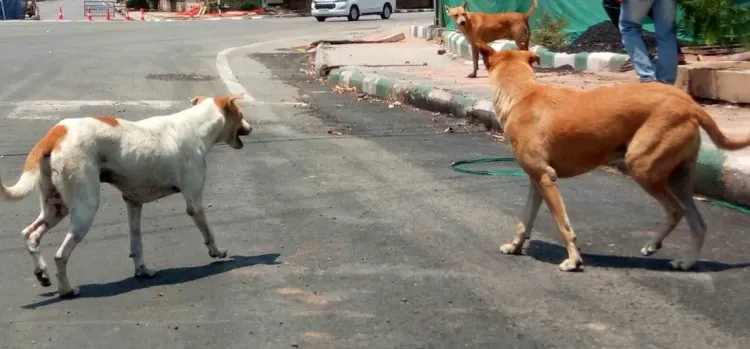 क्या गौतमबुद्ध नगर में डॉग बाइट्स का खतरा बढ़ रहा है?