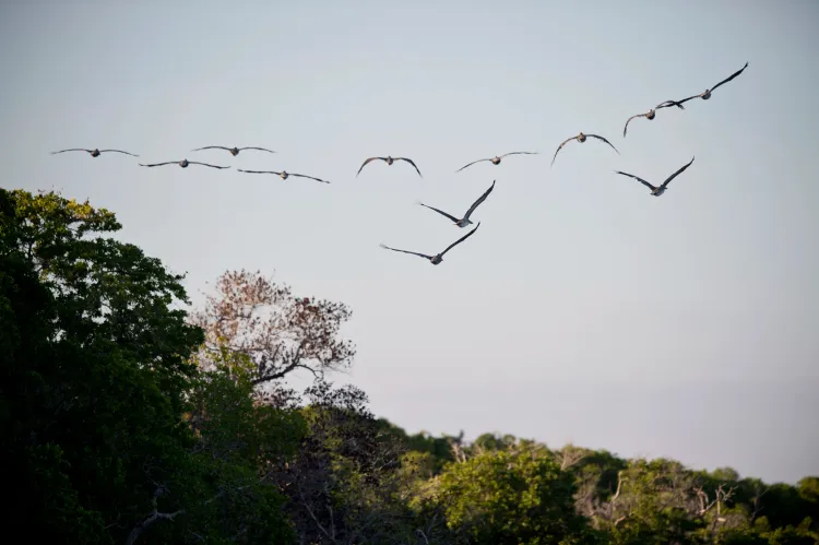 How Do Heat Extremes Affect Tropical Birds?