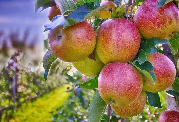 Should India Ban the Import of Apples from Turkey?
