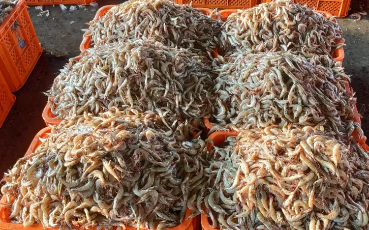 क्या यूरोपीय संघ ने निर्यात के लिए 102 नए भारतीय मत्स्य प्रतिष्ठानों को सूचीबद्ध किया?