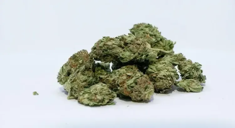 Hydroponic Ganja Worth Rs 23.5 Crore Seized at Chennai Airport; Three Arrested