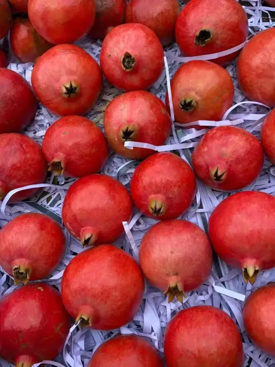 India Achieves Historic Milestone by Shipping Pomegranates to Australia via Sea