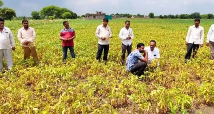 Indian Agrochemical Industry Expected to Experience 7-9% Growth Next Fiscal Year: Report