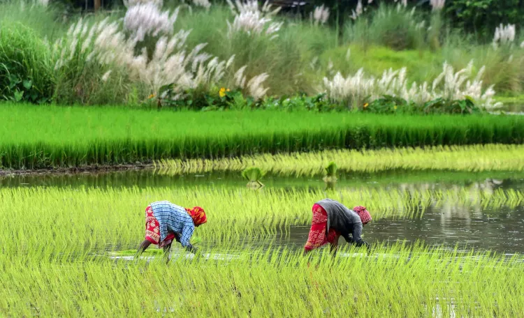 India’s Agricultural Exports Witness Significant Growth as Farm Sector Recovers